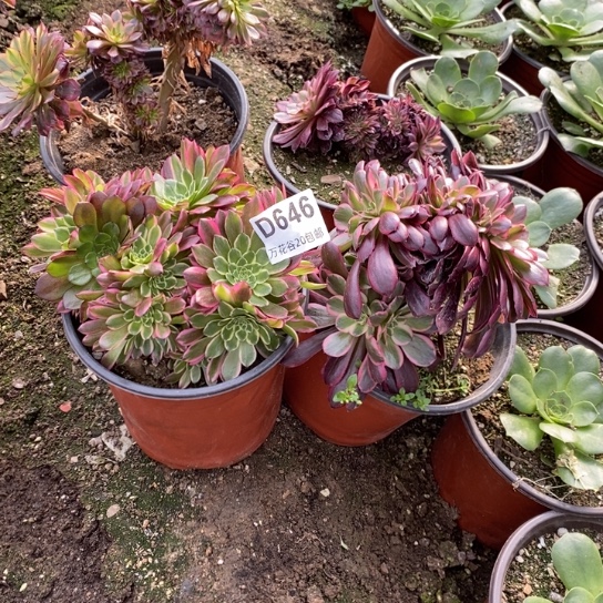 646四棵多肉植物
