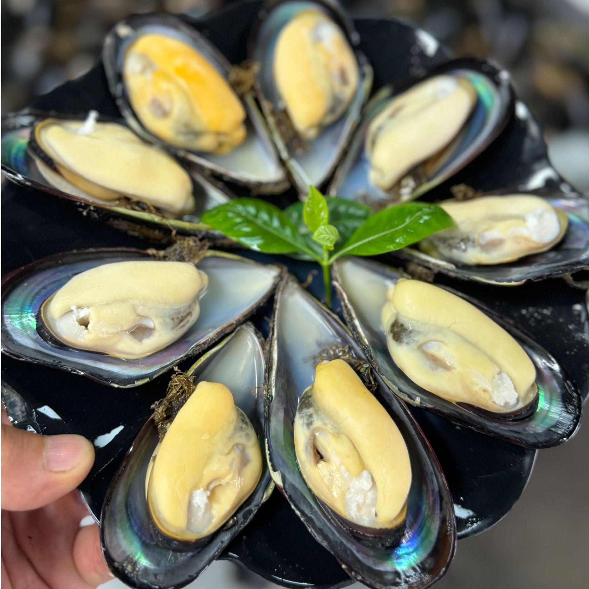 活鲜大号青口贝海虹（10斤装-5斤装)新鲜干净发-保冰鲜到货不包活