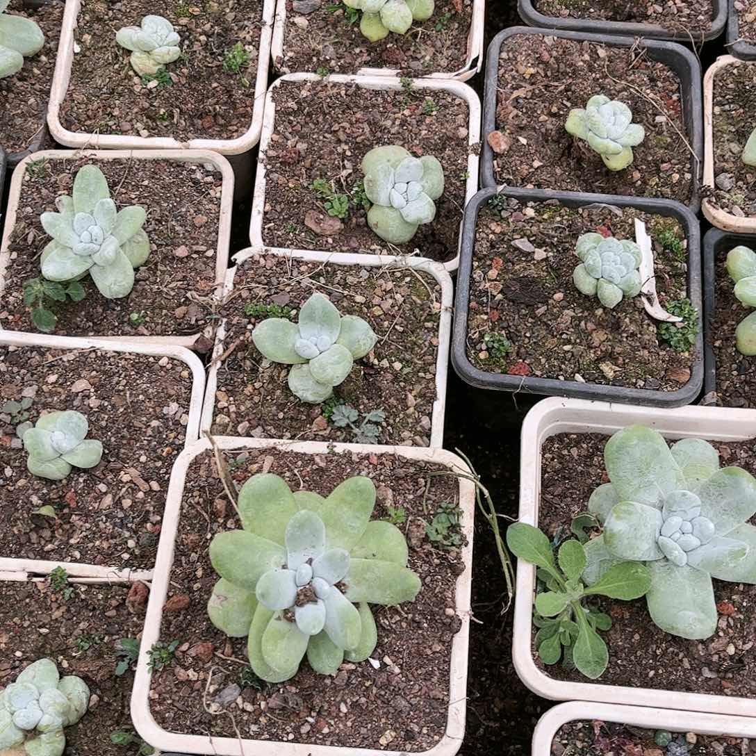 拇指五颗仙女杯多肉