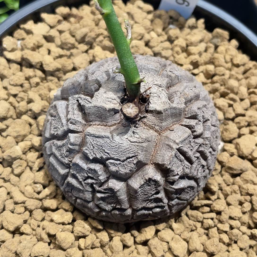 0886大甲深裂纹龟6.6公分