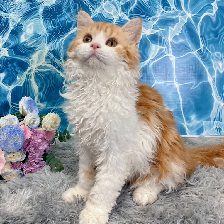 【Moncler弟弟】塞尔凯克 卷毛长毛 红虎斑加白