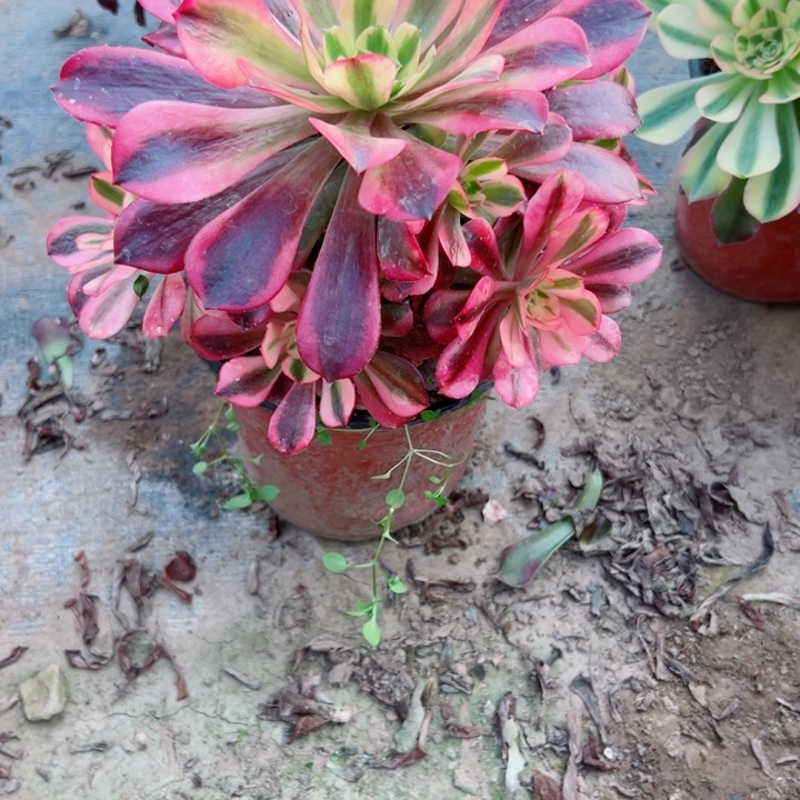 470美杜莎多肉植物