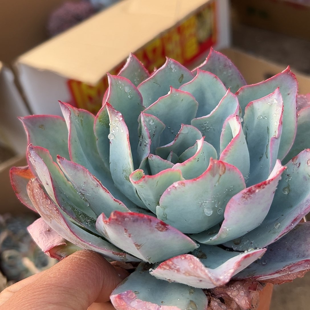 多肉植物蓝光单头