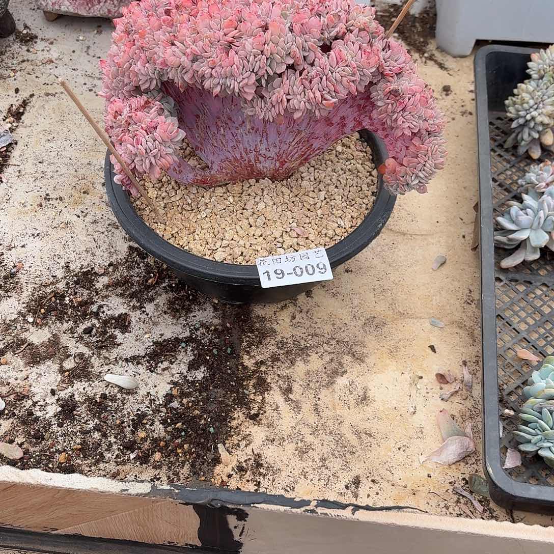 小***毛19.009海棠花缀化多肉