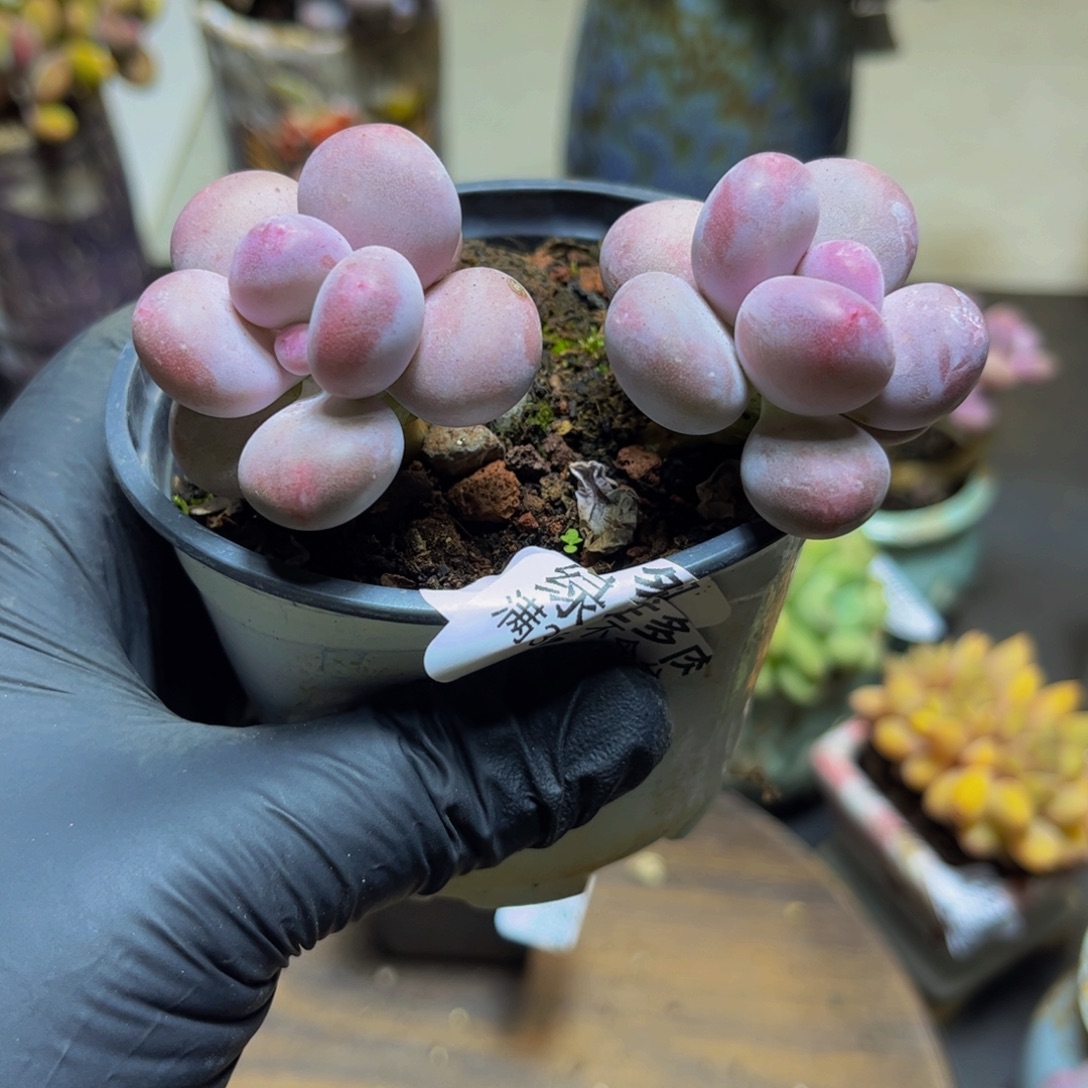 879丸叶彩虹奶双头8厘米