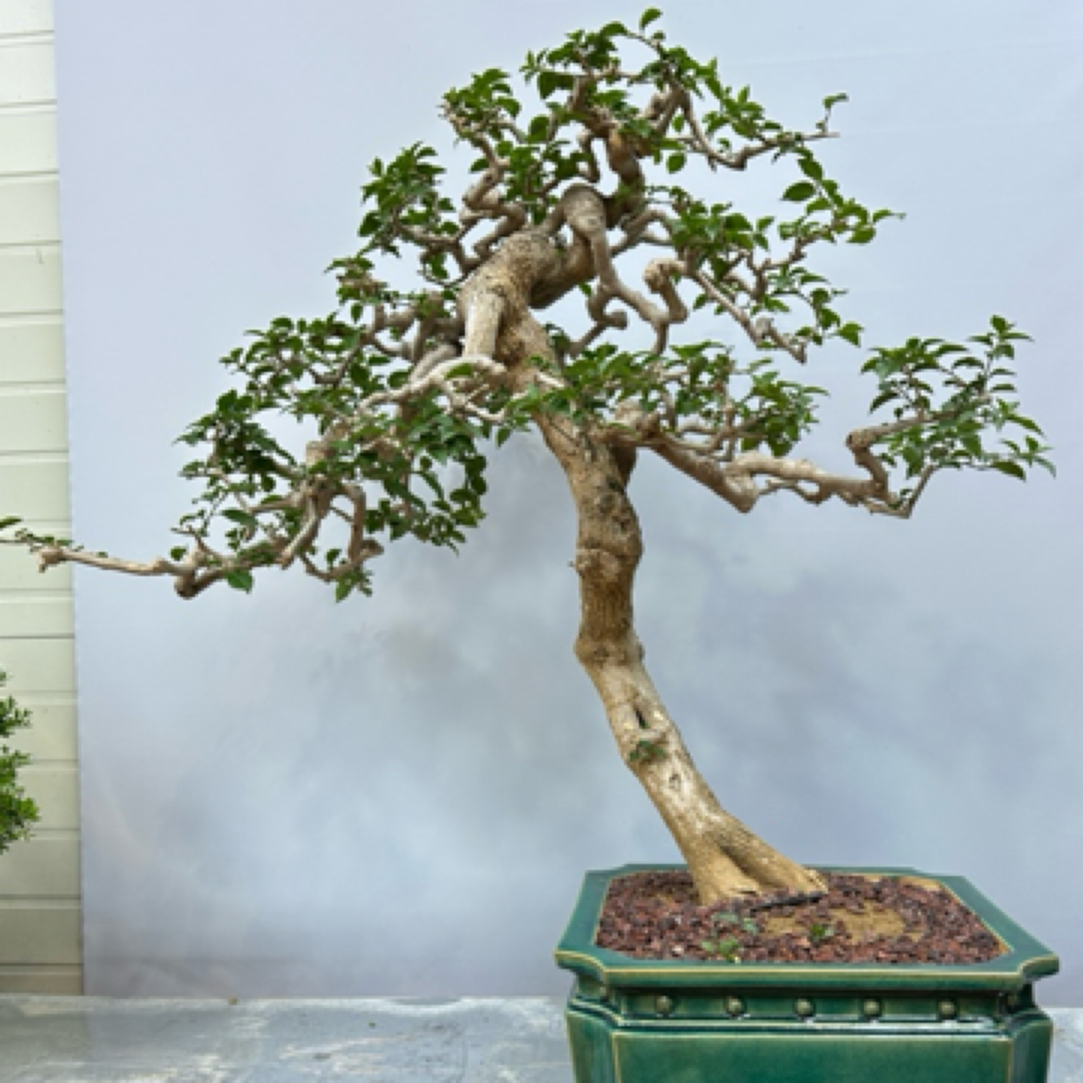 精品岭南盆景三角梅