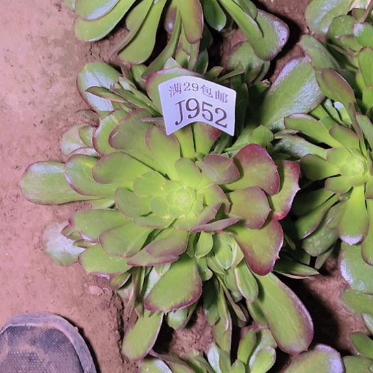 952韶修7彩多肉植物