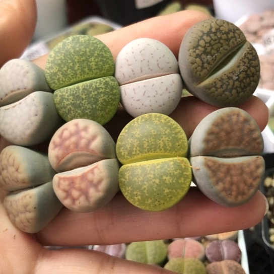 0783，开播福利2.5厘米左右
