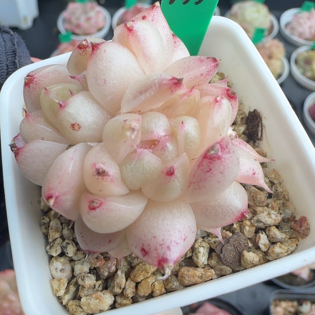 多肉135  麦秆  5厘米盆  h