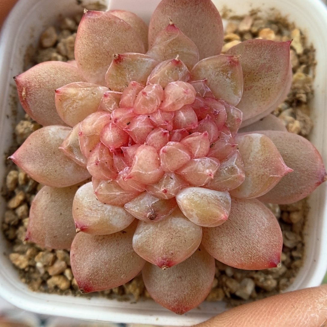 糖心珍妮可拍928号。