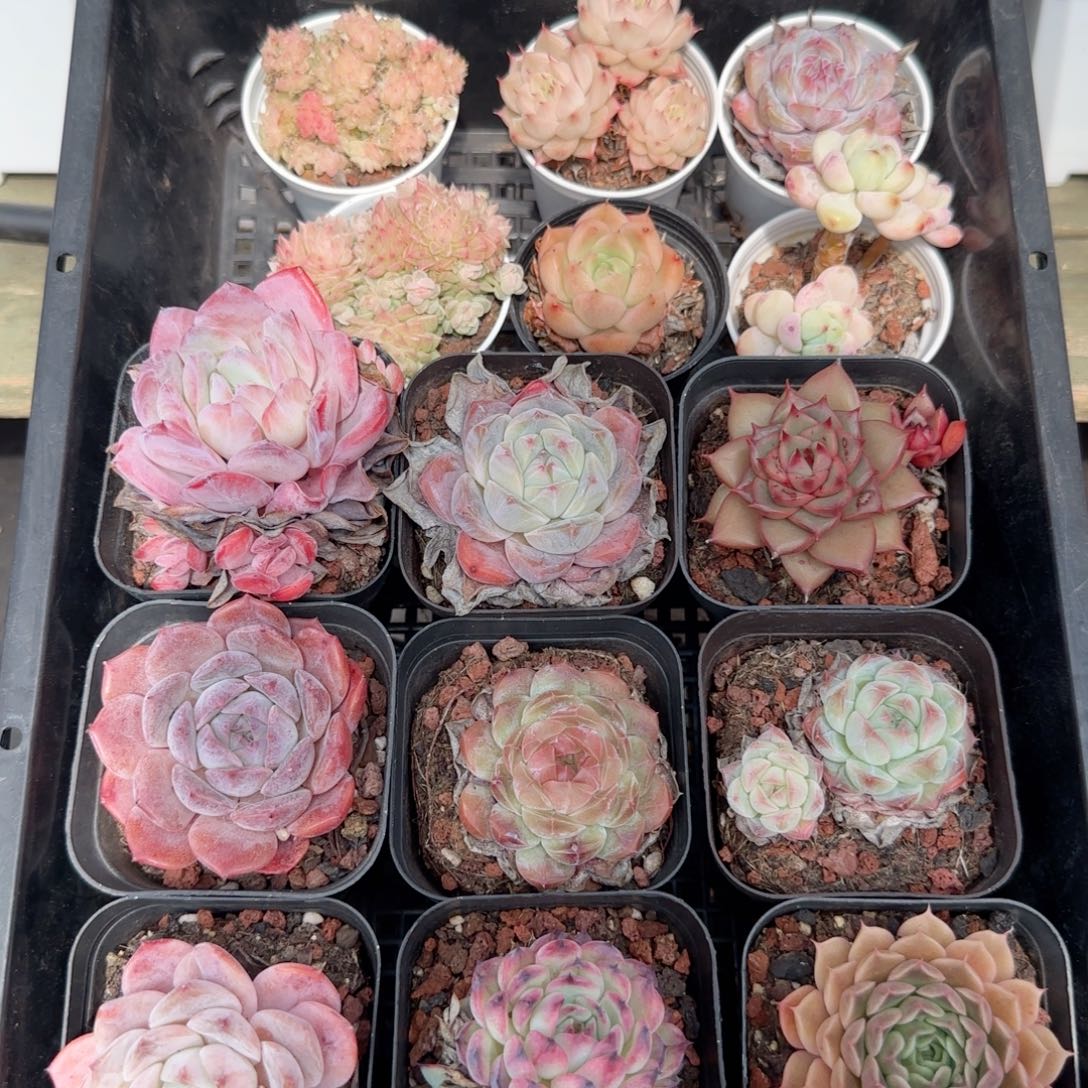 框拍框拍0113-100