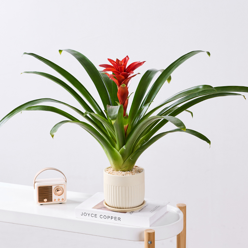 鸿运当头大红星盆栽带花剑室内客厅办公前台桌面好养绿植花卉