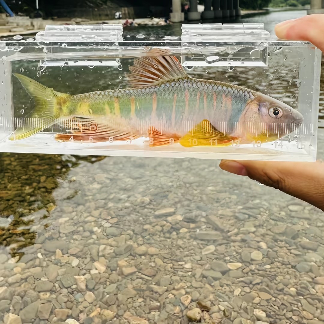 原生溪流马口鱼冷水观赏鱼11-12厘米一条