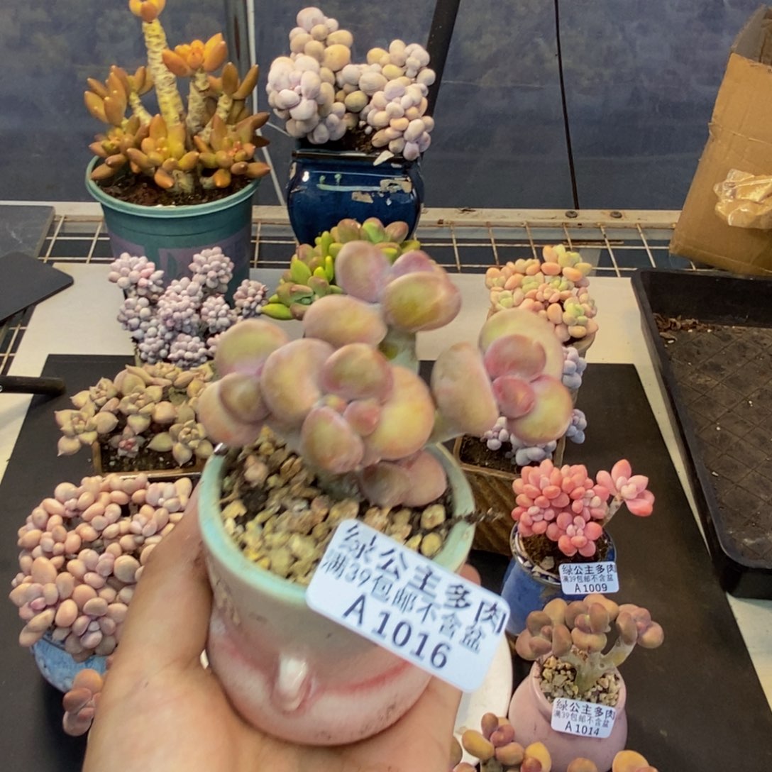 016芒果奶kk奶多肉7cm