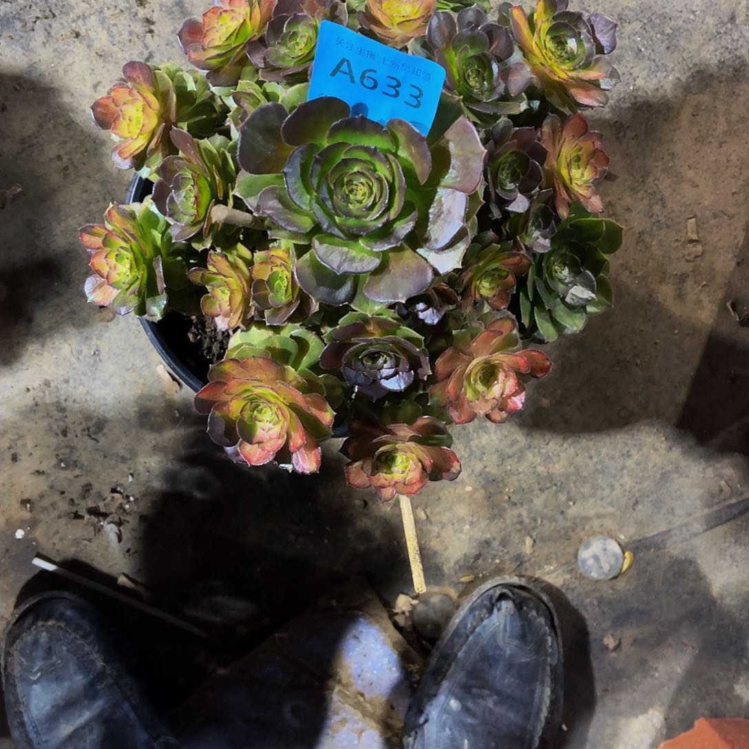 多肉七彩海王脱土发货633