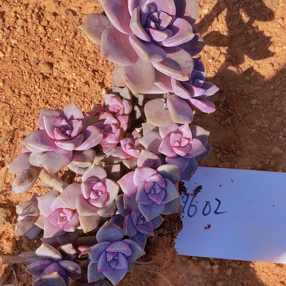 1602 紫乐包邮到家