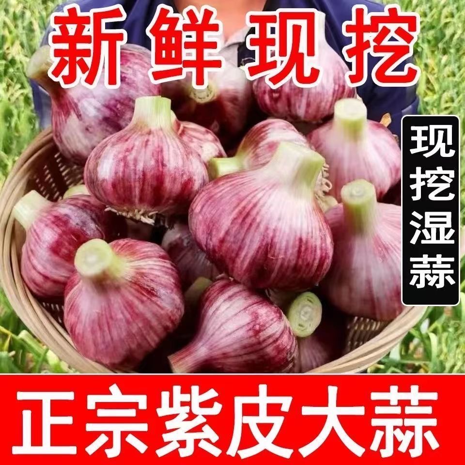 云南新鲜紫皮多瓣蒜现挖湿蒜老品种香蒜厨房必备调味品ZB
