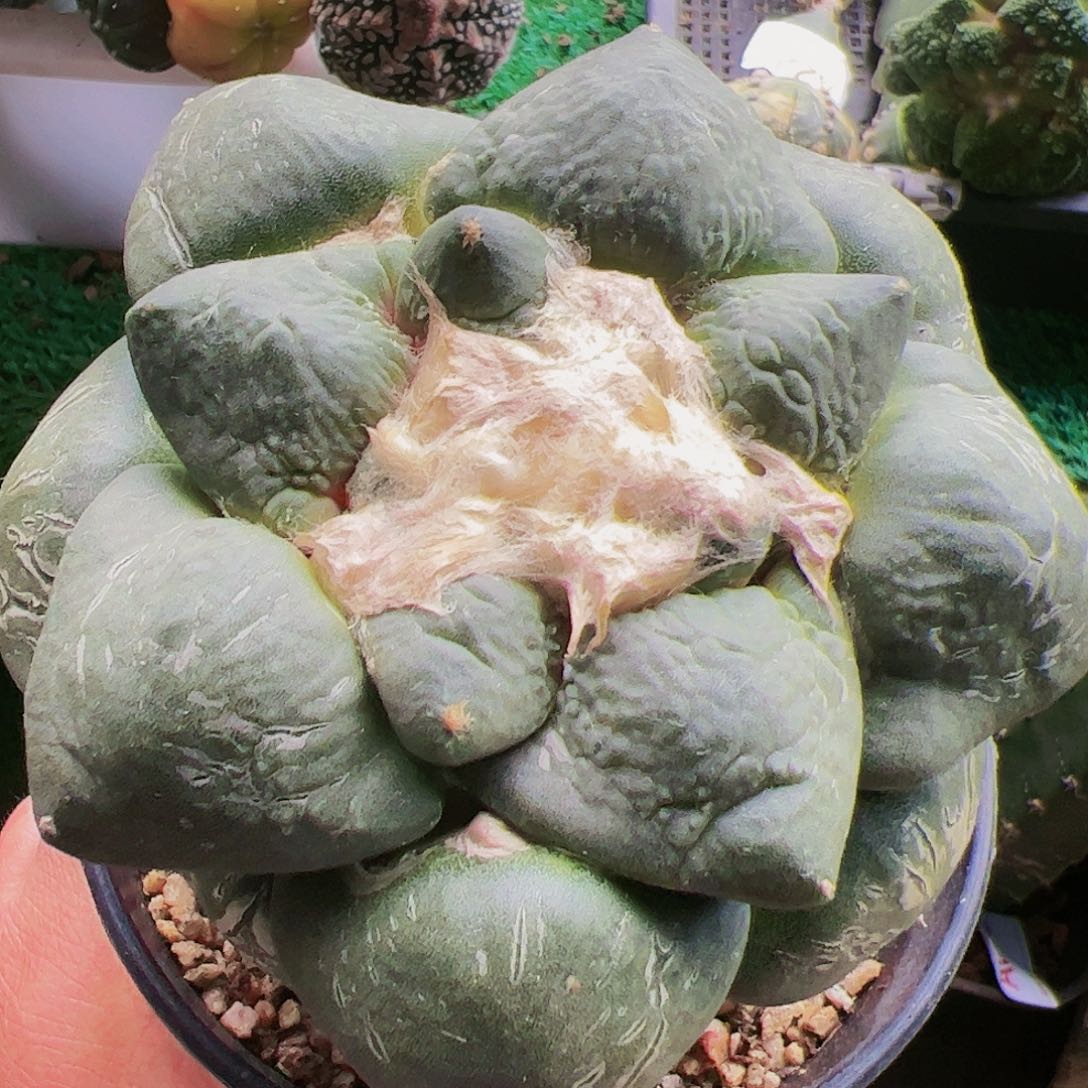 光面青瓷连山牡丹522