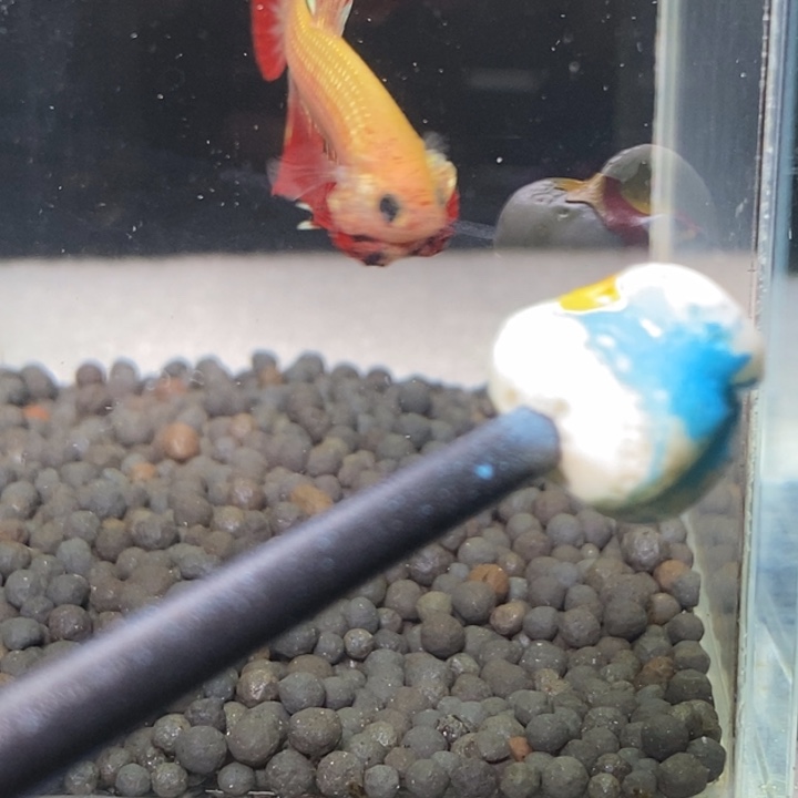 斗鱼泰国斗鱼448号