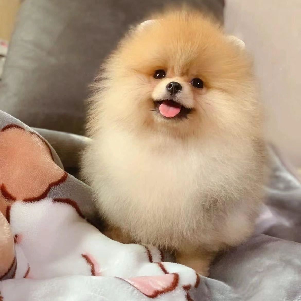 博美泰迪熊比熊等幼犬狗狗