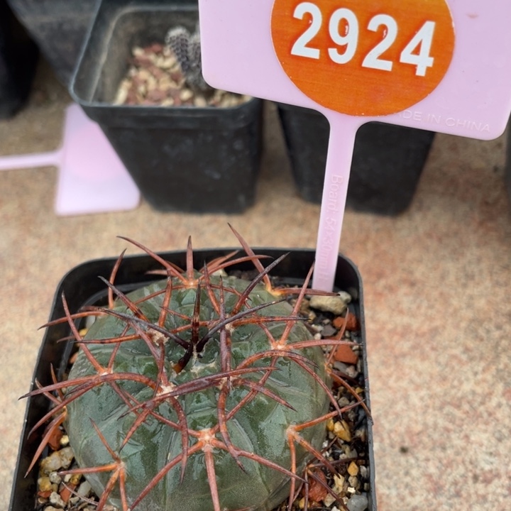 办***隔实生天平292400000000