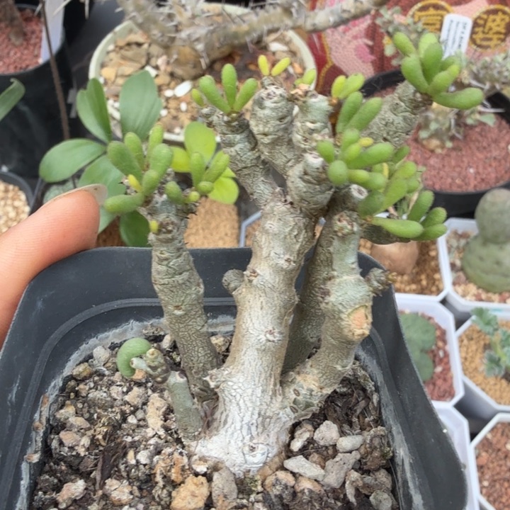 诱惑奇峰锦1761 （满28包邮）