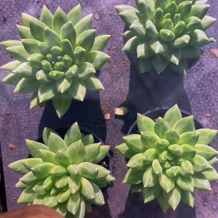 甲骨文2颗  （满9.99包邮不满9.99发叶子）