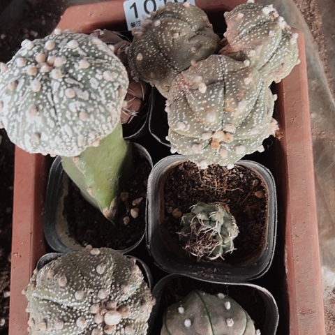 1018处理木心根仙人球