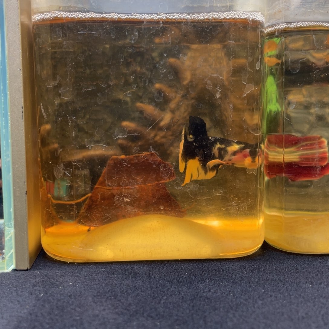 斗鱼十二月十日竞价