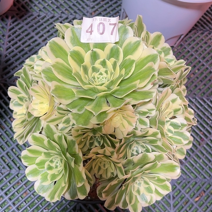 407迈巴赫多肉植物