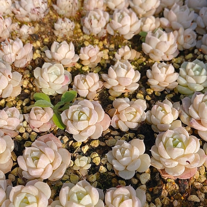 34 多肉植物盆栽花卉盆栽