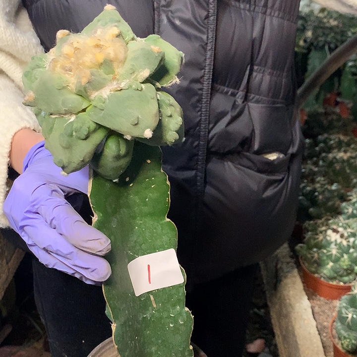 刚***好岩牡丹1号。。。。。。。。。。。