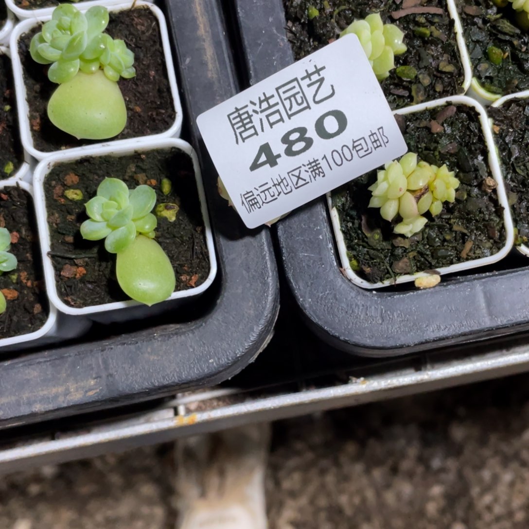 不***猫LV一物一拍480….mm