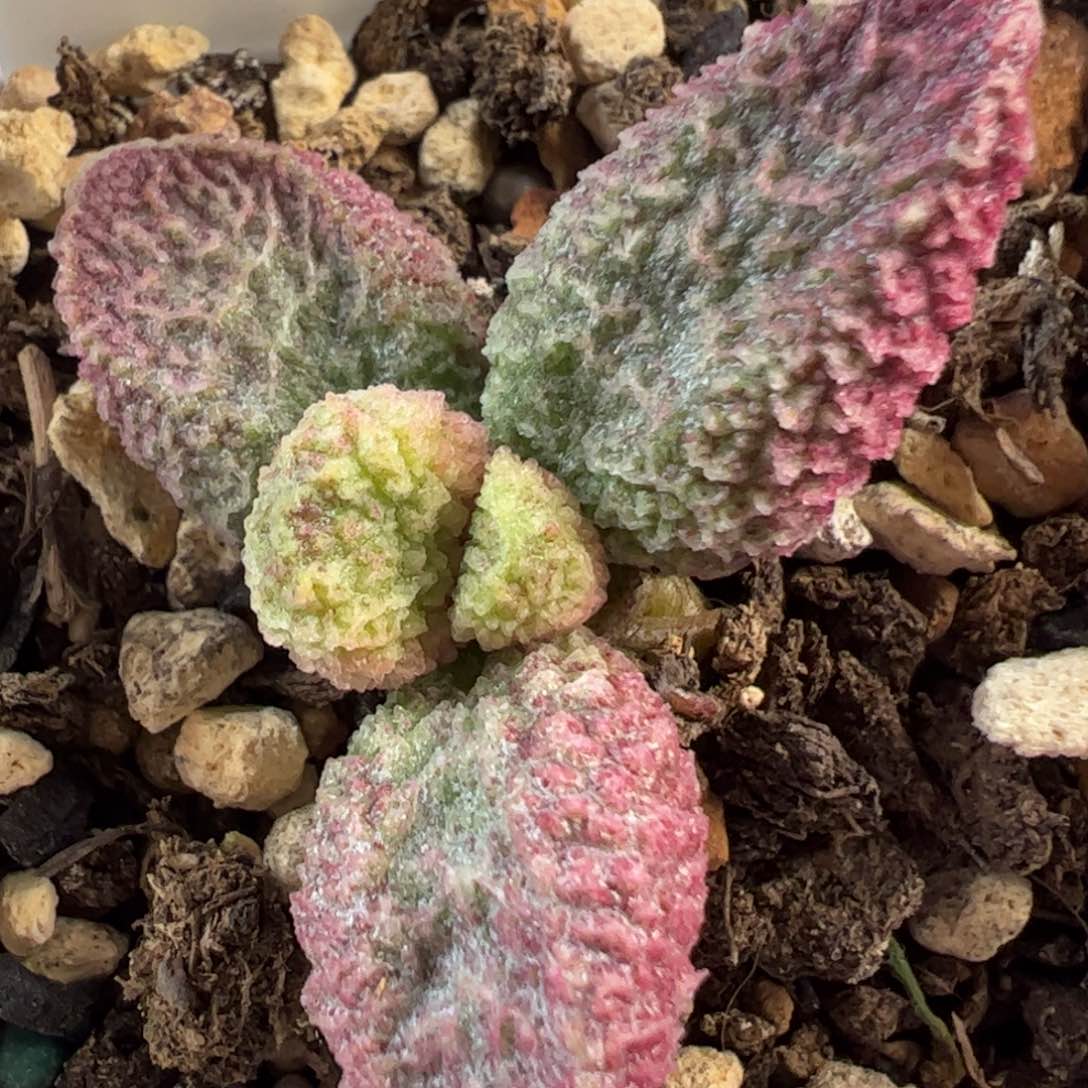 024-9143实生新品多肉植物水泡