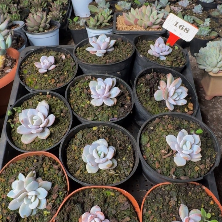 168多肉植物一物一拍