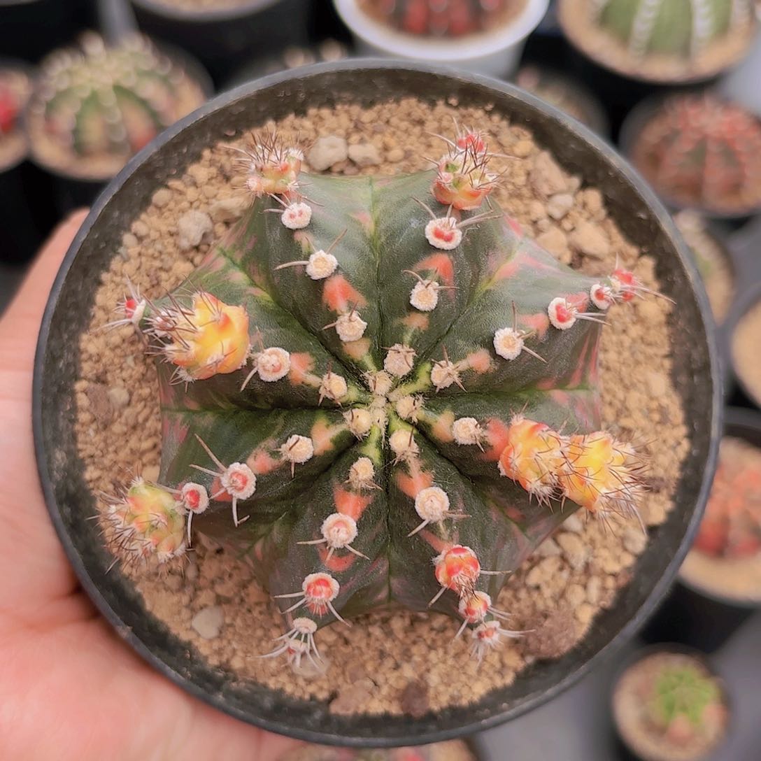 泰系实生米哈仙人球600