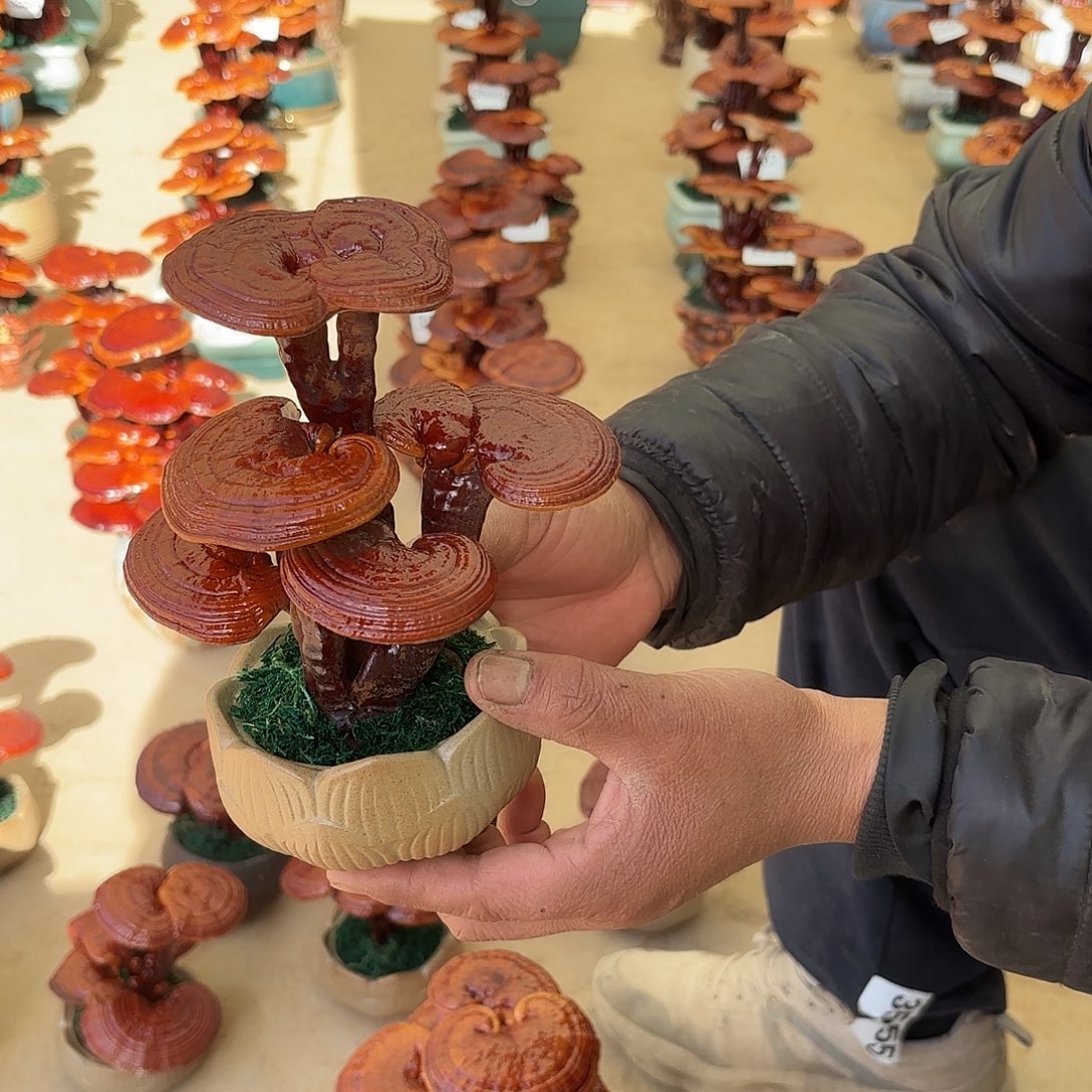 无花朵灵芝是我国著名植物