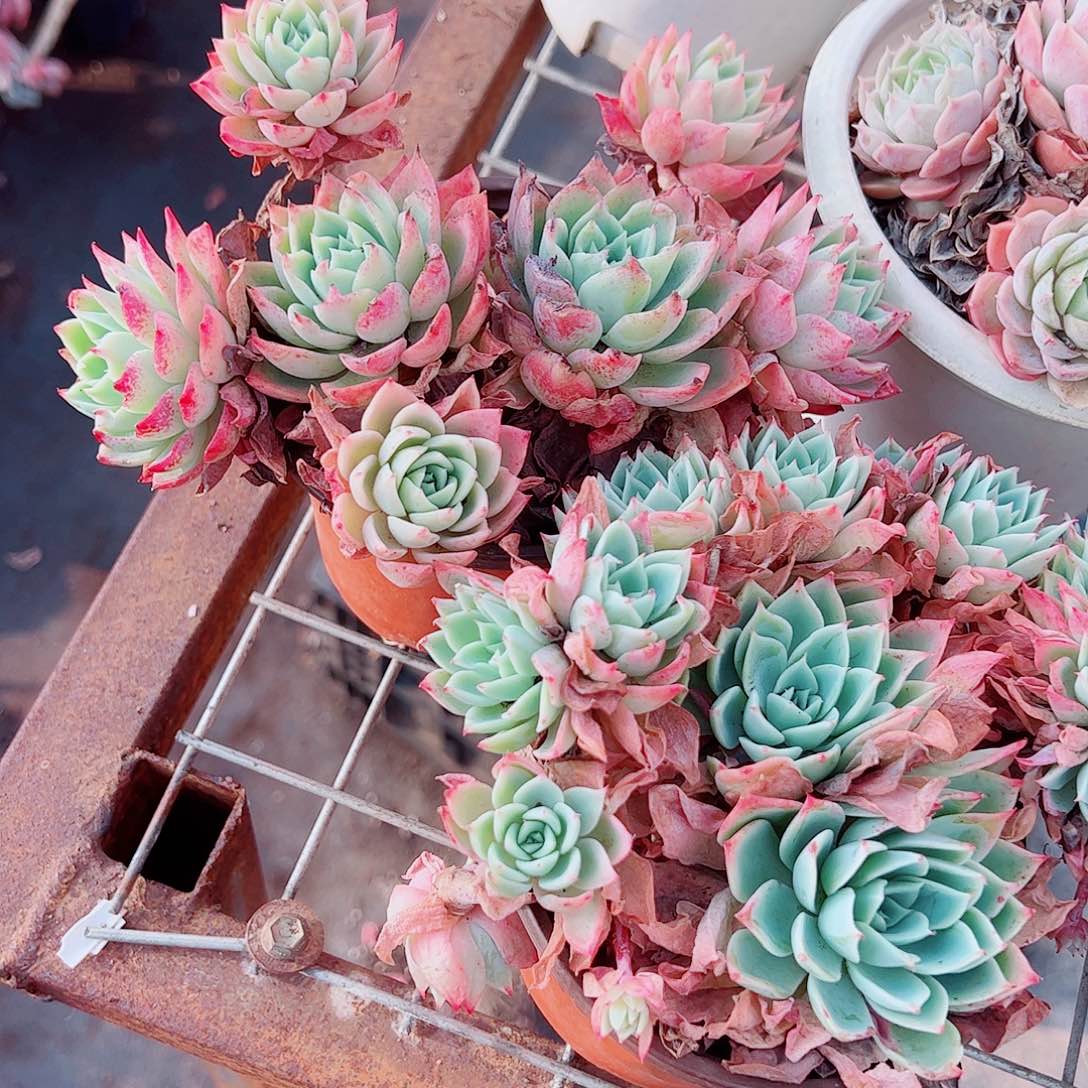 三色堇多头造型精品特价二盆