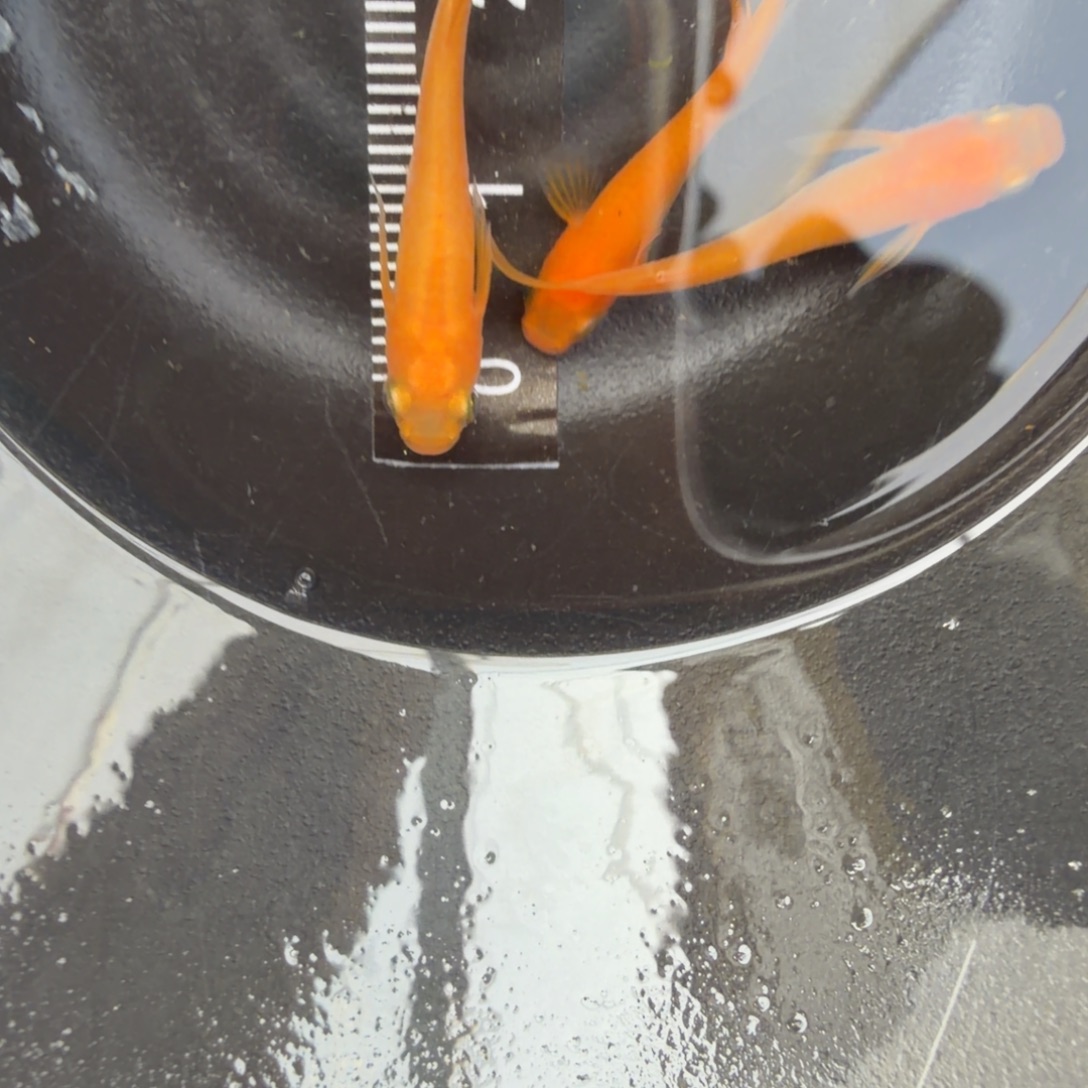 青鳉鱼观背青鳉44