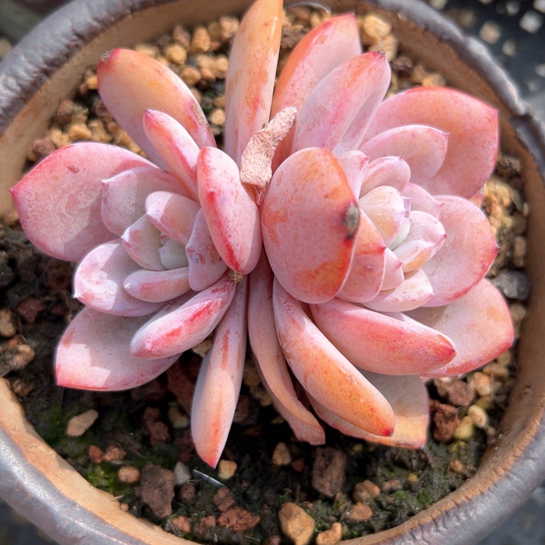 奶茶（满38包邮）多肉