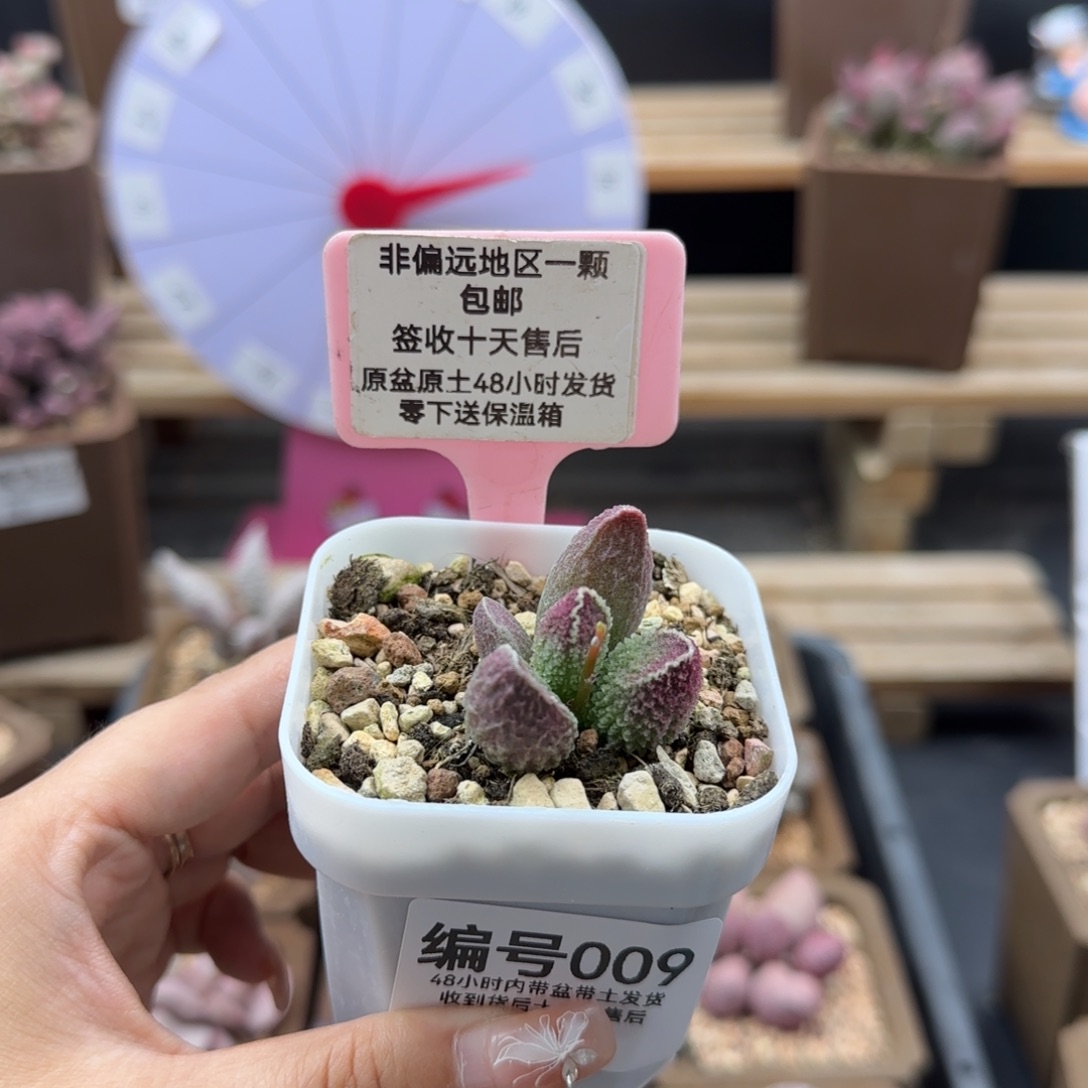 009胖五多肉植物