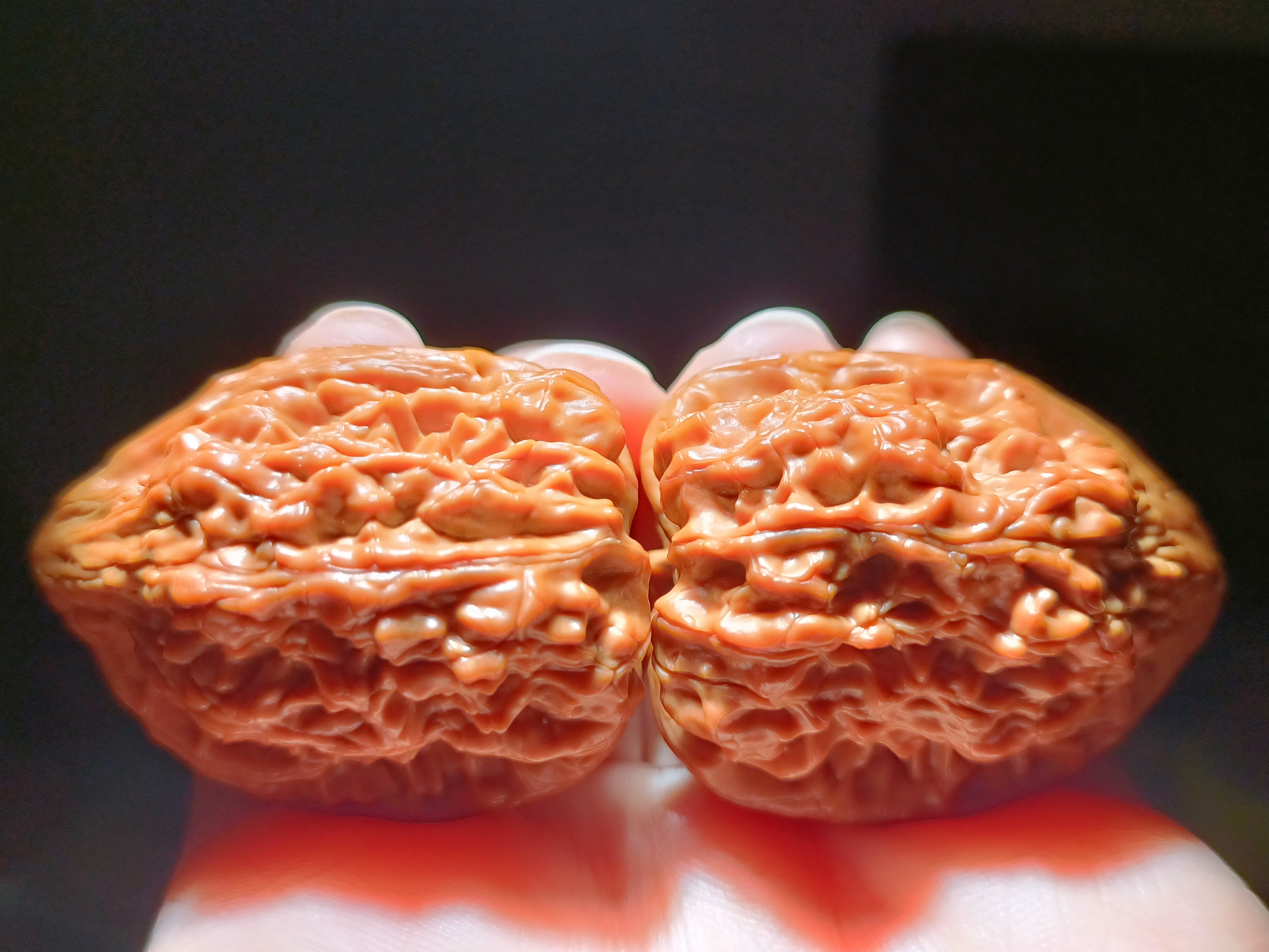 野生壁虎（36），腊皮。