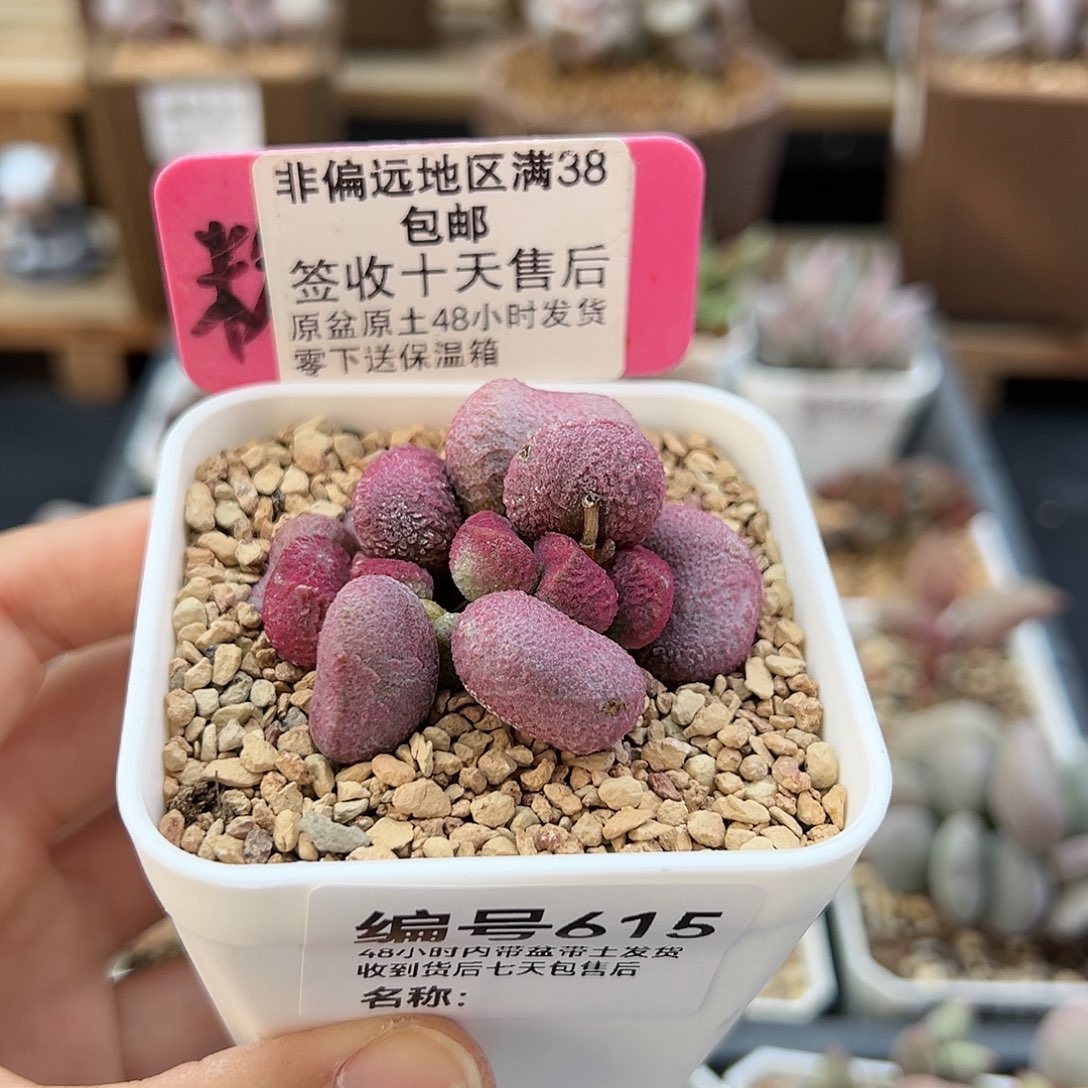 615夏娃多肉植物