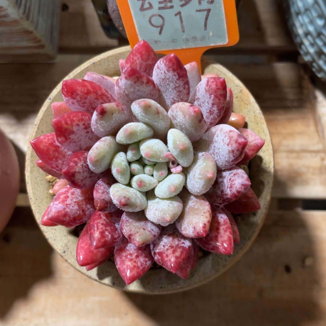 云尘多肉一物一拍不含盆917