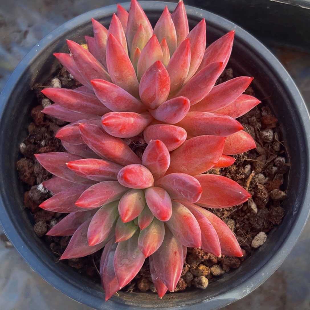 桔云多肉美人精品系列