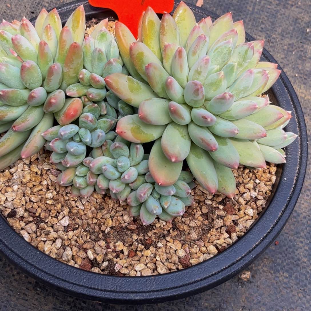 2509上午多肉植物群生