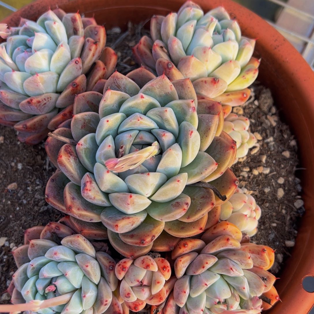 阿尔巴佳人如梦令七头起