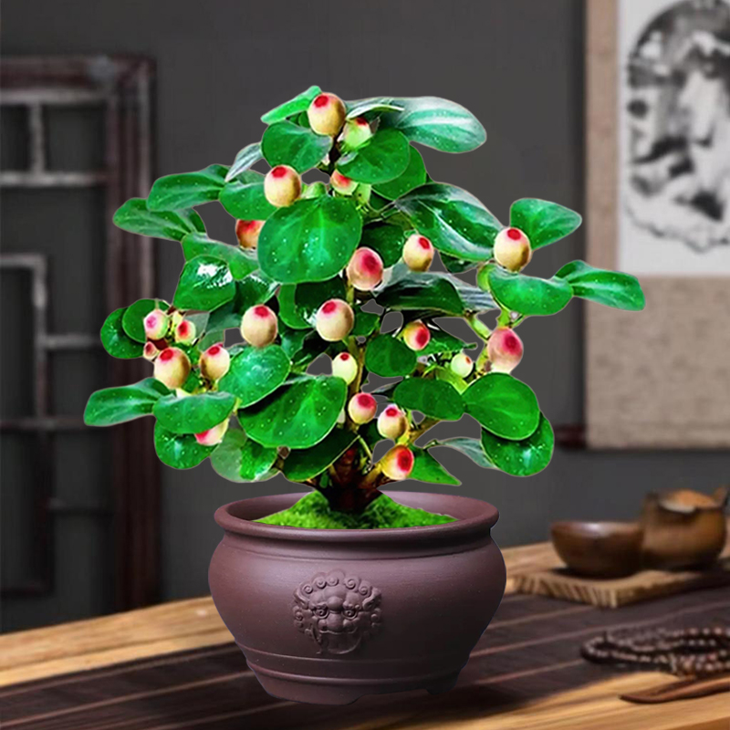 【20果 狮子紫砂盆带土】菩提盆栽带果老桩菩提树盆景中式禅意植物