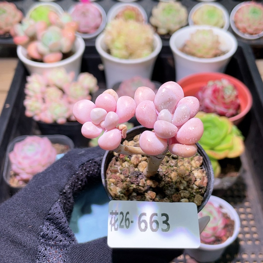 花利美26-663艾伦  不售后