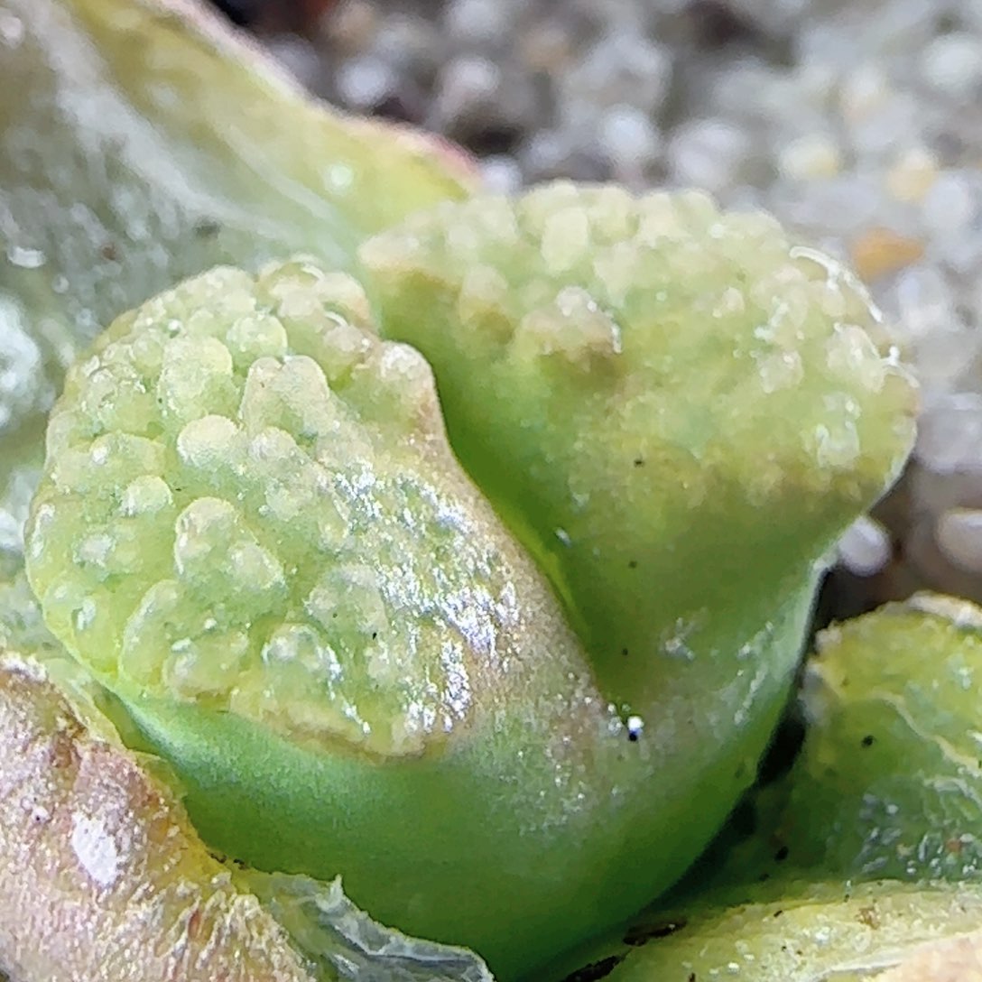 3.8.21/ban'ke磁铁/